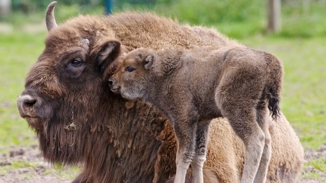 Six European bison are being reintroduced to Romania Six European bison are being reintroduced to Romania