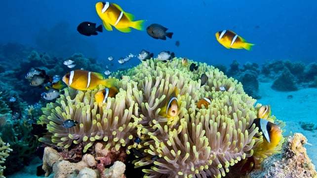 UNESCO condemned the dumping of dredge in reef waters UNESCO condemned the dumping of dredge in reef waters
