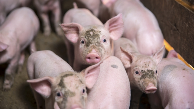 PEDv has killed around seven million piglets in the US PEDv has killed around seven million piglets in the US