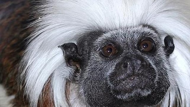The cotton-top tamarin is considered one of the world's most endangered primates (Pic: Lancashire Police) The cotton-top tamarin is considered one of the world's most endangered primates (Pic: Lancashire Police)