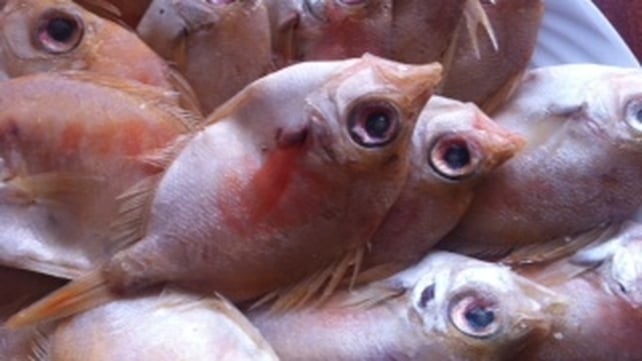 The plant will principally use boarfish as the main raw material The plant will principally use boarfish as the main raw material