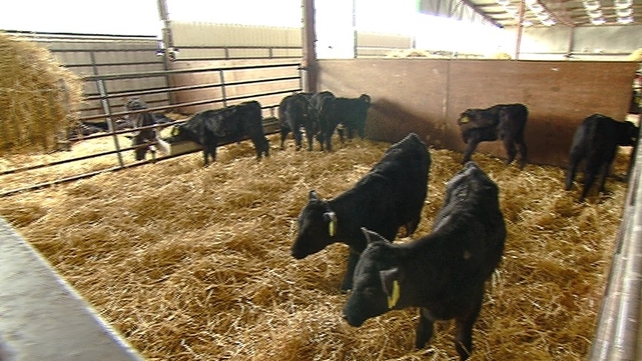 Cattle farmers have been concerned over falling prices and retailers' specifications Cattle farmers have been concerned over falling prices and retailers' specifications