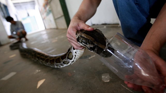 A five-metre Burmese Python inside a local zoo in Manila A five-metre Burmese Python inside a local zoo in Manila
