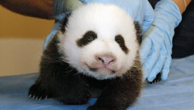There are fewer than 2,000 giant pandas in the world There are fewer than 2,000 giant pandas in the world