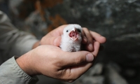 Falcon chicks hatch on England's tallest cathedral spire Falcon chicks hatch on England's tallest cathedral spire