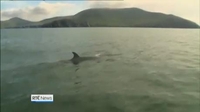 Six One News: Survey underway to create genetic database for the basking shark Six One News: Survey underway to create genetic database for the basking shark