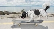 Darby - the skateboarding dog