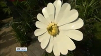 One News: Thousands expected to attend Bloom in Dublin's Phoenix Park today One News: Thousands expected to attend Bloom in Dublin's Phoenix Park today