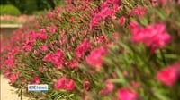 Nine News: Crowds descend on Bloom in Phoenix Park Nine News: Crowds descend on Bloom in Phoenix Park