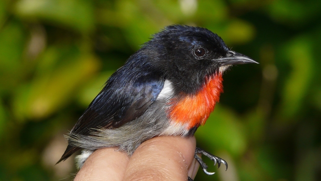 The bird has been named the Wakatobi Flowerpecker The bird has been named the Wakatobi Flowerpecker