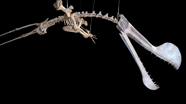 A replica of the fossil of a Pterosaur at the National Museum of the Federal University of Rio de Janeiro, Brazil A replica of the fossil of a Pterosaur at the National Museum of the Federal University of Rio de Janeiro, Brazil