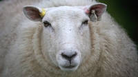 €10,000 reward in livestock theft campaign €10,000 reward in livestock theft campaign