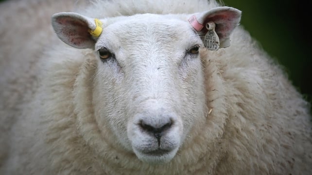 Scientists have mapped the entire genome of sheep Scientists have mapped the entire genome of sheep