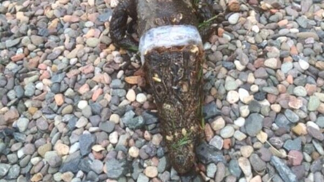 The creature has been identified as a West African dwarf crocodile (Pic: @ScottishSPCA) The creature has been identified as a West African dwarf crocodile (Pic: @ScottishSPCA)