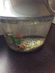 Goldfish
