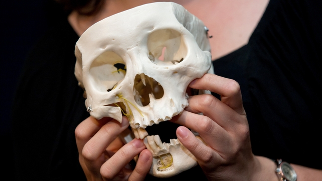 Scientists say male and female faces are different as the parts of the skull that break in fights are bigger in males Scientists say male and female faces are different as the parts of the skull that break in fights are bigger in males