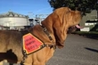 Mick McCarthy, Irish Search Dogs