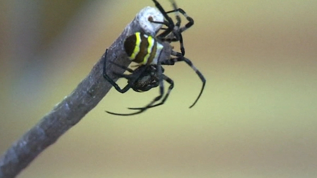 More than 100 people bought spiders for the contest in Aira City More than 100 people bought spiders for the contest in Aira City