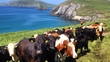 2014 FBD Young Farmer of the Year is announced