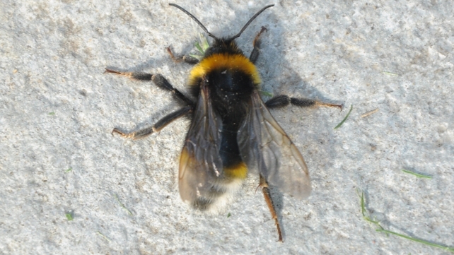 The bee does not make its own nest, but invades a host bee's nest The bee does not make its own nest, but invades a host bee's nest