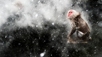 Wildlife exhibition to open in Dublin Wildlife exhibition to open in Dublin