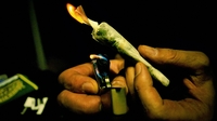 Daily cannabis users risk health and achievement Daily cannabis users risk health and achievement