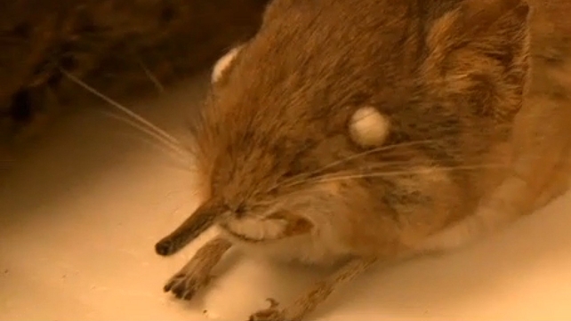 The diminutive shrew has a trunk-like nose. The diminutive shrew has a trunk-like nose.