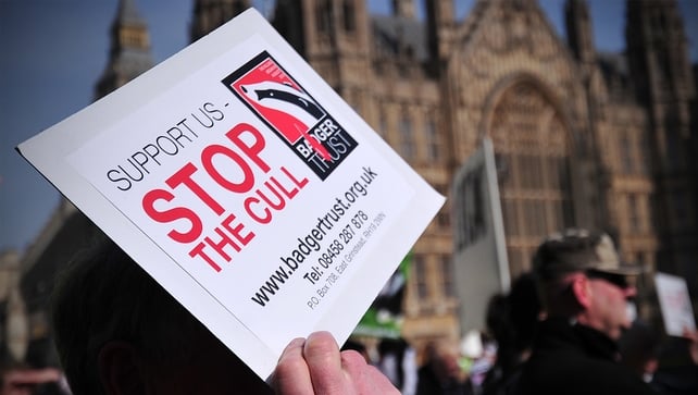 An anti-cull protester outside the British houses of parliament in London An anti-cull protester outside the British houses of parliament in London