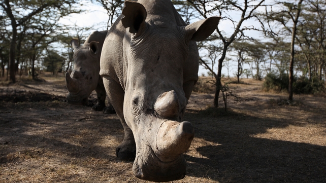 As many as 500 rhinos could be relocated from Kruger National Park in Pretoria As many as 500 rhinos could be relocated from Kruger National Park in Pretoria