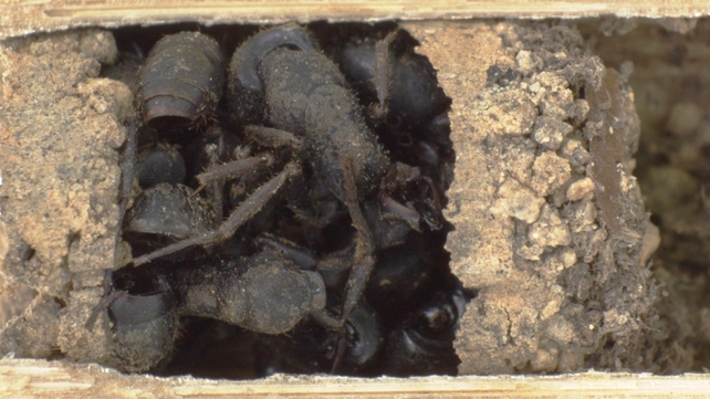 The nests are built with piles of dead ants The nests are built with piles of dead ants