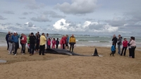 Five whales die on Donegal beach after stranding Five whales die on Donegal beach after stranding