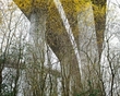Paul Gaffney, photographer