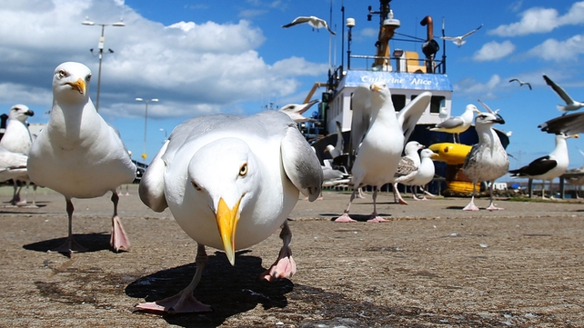 Seagulls looking for scraps in Howth, Co Dublin Seagulls looking for scraps in Howth, Co Dublin