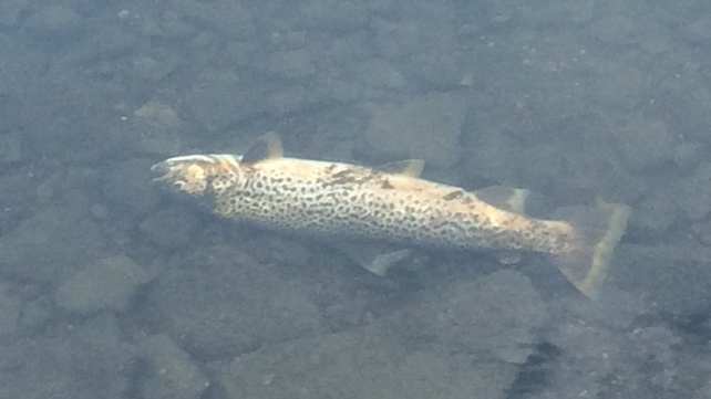 Thousands of dead fish continue to wash down the river system (pic: Colm McCaughey) Thousands of dead fish continue to wash down the river system (pic: Colm McCaughey)