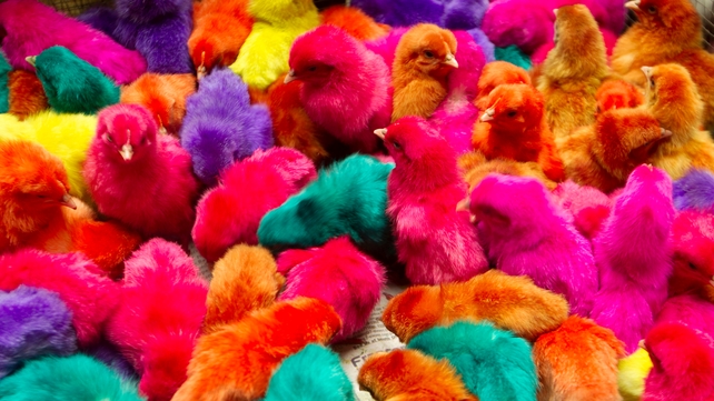Coloured chicks are sold at a street in Manila, Philippines. They are often bought as house pets Coloured chicks are sold at a street in Manila, Philippines. They are often bought as house pets