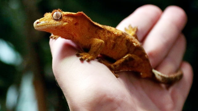 Geckos are being used in an experiment testing effects of weightlessness Geckos are being used in an experiment testing effects of weightlessness