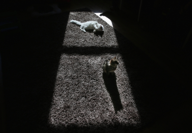 Two cats sit in the sun at Cat Cafe Melbourne in Australia