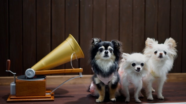 Chihuahuas sit at the Tokyo Big Sight exhibition hall at the largest international fair for the pet industry in Japan