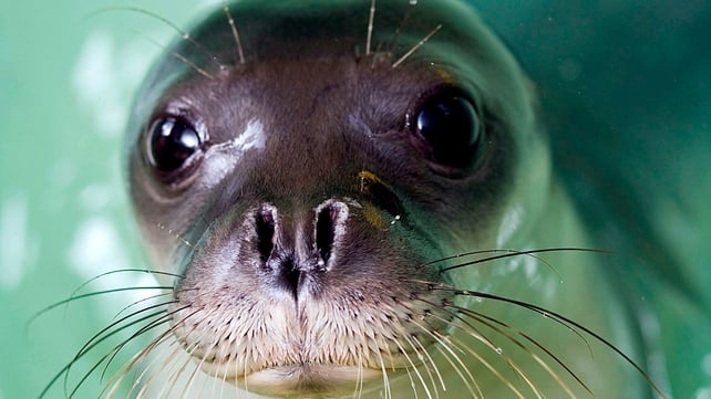 The Mediterranean monk seal is one of the rarest sea animals in the world The Mediterranean monk seal is one of the rarest sea animals in the world