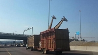 Giraffe dies after hitting head on bridge in SA Giraffe dies after hitting head on bridge in SA