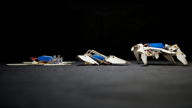 The self-folding crawling robot in three stages (Pic: Seth Kroll, Wyss Institute) The self-folding crawling robot in three stages (Pic: Seth Kroll, Wyss Institute)