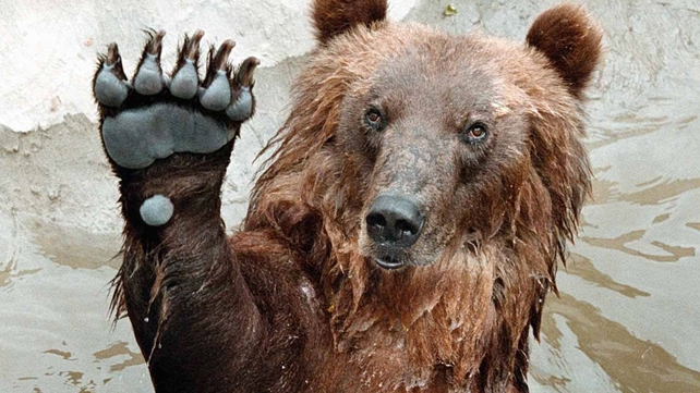 Polish apples are a particular favourite of the bears at Moscow Zoo Polish apples are a particular favourite of the bears at Moscow Zoo