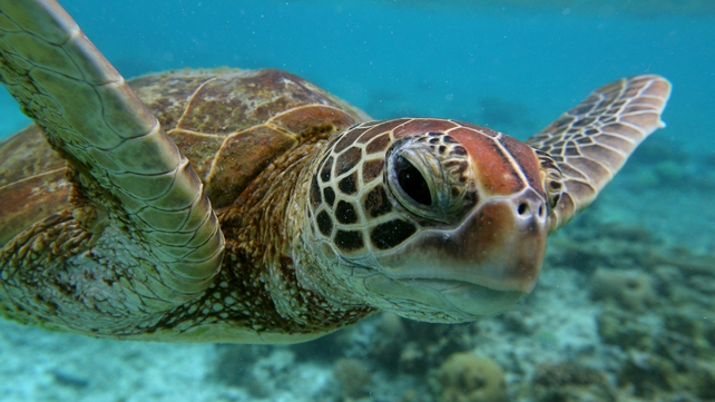 A hawksbill sea turtle swims near the reed off Lady Elliot Island A hawksbill sea turtle swims near the reed off Lady Elliot Island