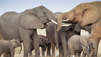 Poaching threatens future of African elephant Poaching threatens future of African elephant