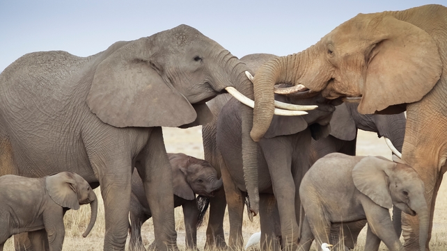 Elephants at the Amboseli National Park in southern Kenya Elephants at the Amboseli National Park in southern Kenya