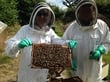 Bee Keeping - Philip McCabe