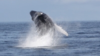 Mysteries surround movements of humpback whales Mysteries surround movements of humpback whales