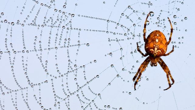 Suzuki did not say what kind of spider caused the problem Suzuki did not say what kind of spider caused the problem
