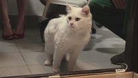 Russian bank offers purrfect loan incentive Russian bank offers purrfect loan incentive