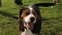 Autism companion dog Toby reunited with owner Autism companion dog Toby reunited with owner